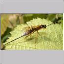 Coleocentrus excitator - Schlupfwespe 03.jpg